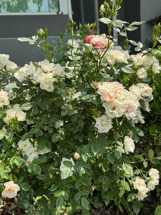 Продава се Къща в с. Стоб, Област Кюстендил - 115 кв.м за 577 €/кв.м - Снимка #3