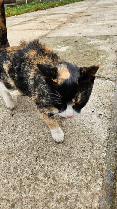 Urgent! Spre adopție pisica!