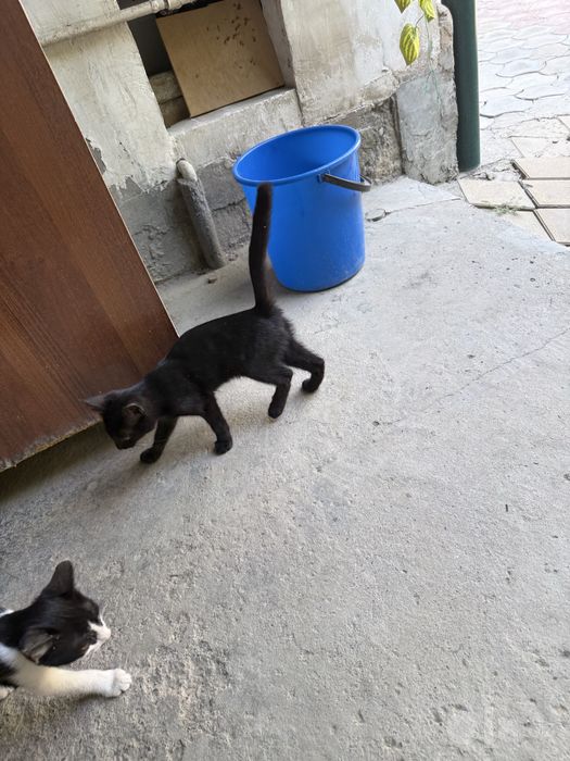 Домашние котята отдам даром