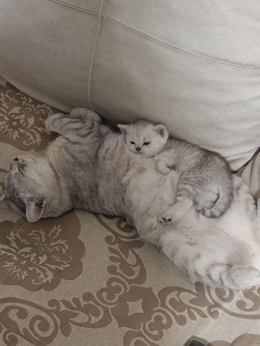 Продам котёнка Британский вискас