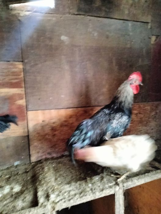 Срочно продам молодых петушков