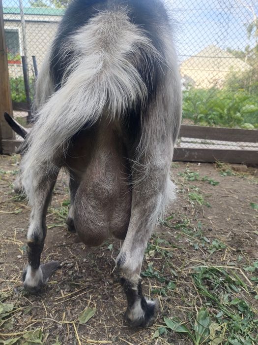 Продам  дойную козу