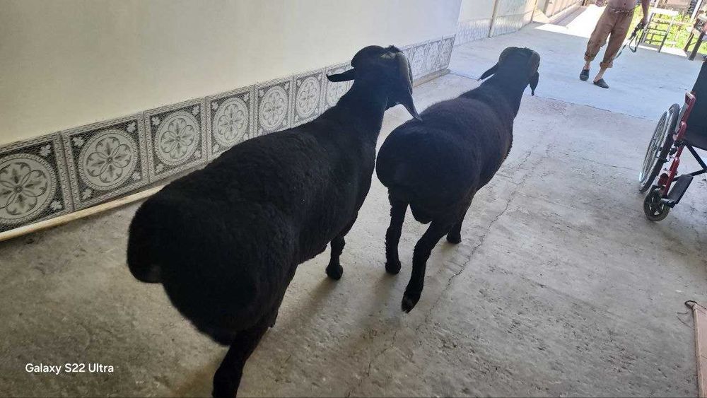 Qo'y qozoq paroda