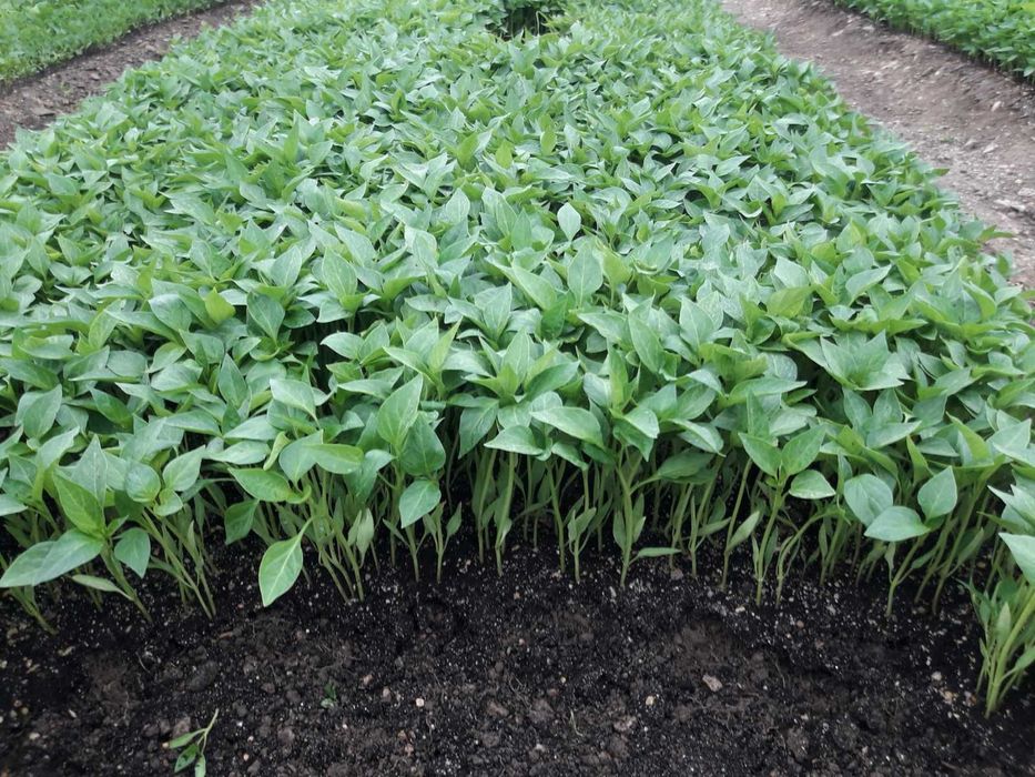 Разсад Пипер,Домати, Краставици и др.