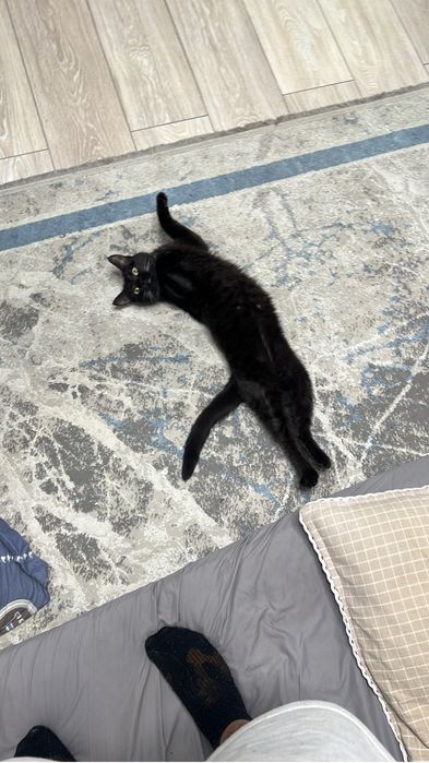 Кошку в добрые руки