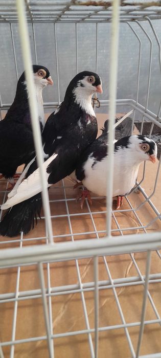 Porumbei jucători galateni