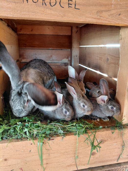 Iepuri Uriaș German -0771073798-