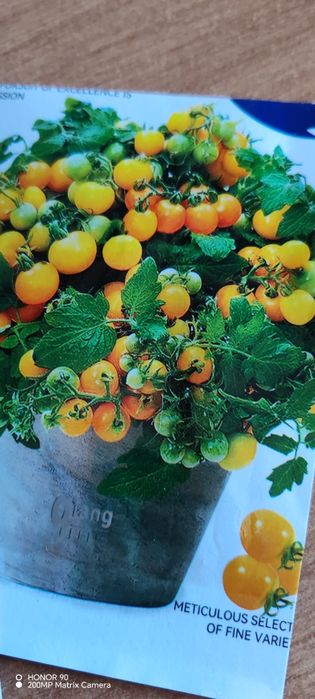 Томаты горшочные