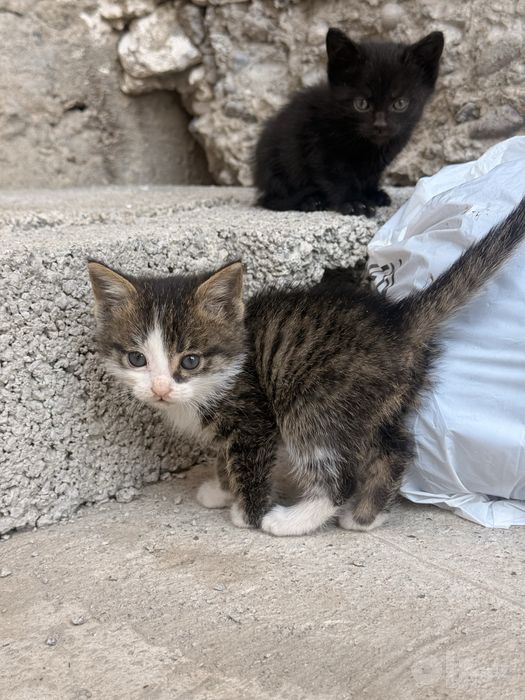 Mushuklar hadyaga beriladi