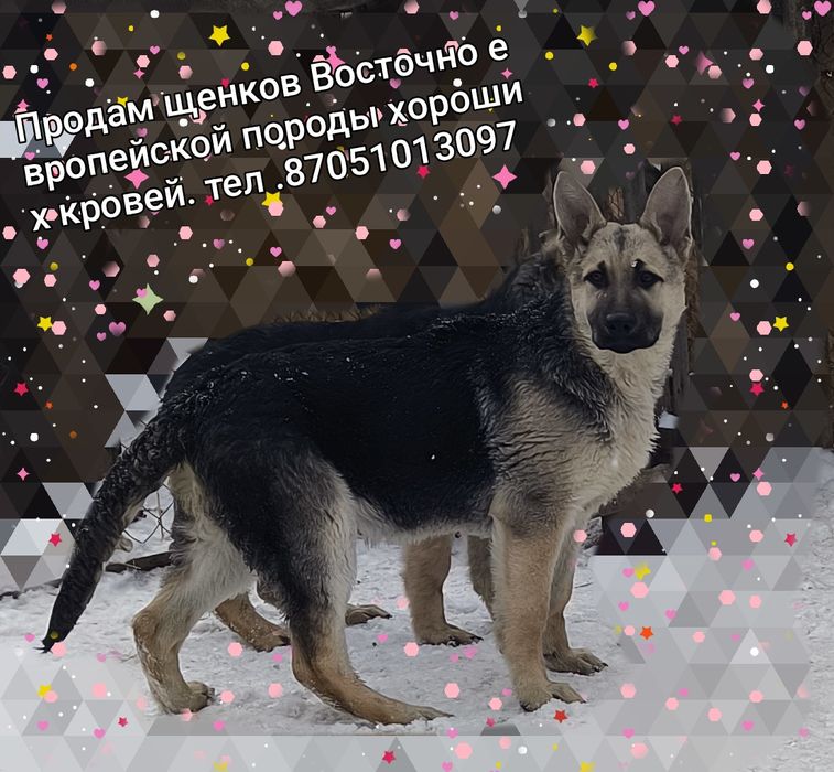 Продам щенков Восточно-европейской овчарки