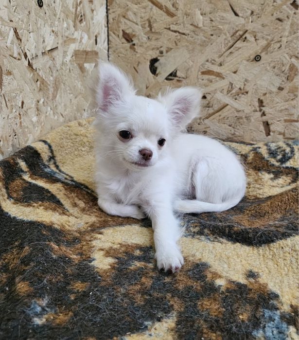 Щенок чихуахуа девочка