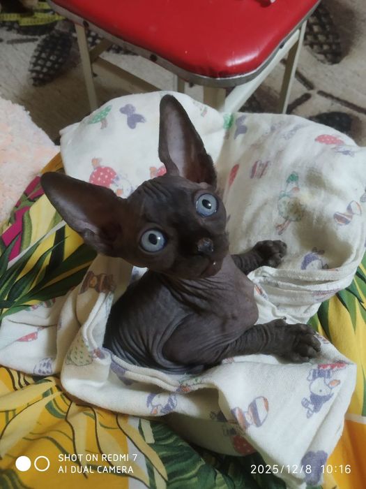 Вязка Чистокровный канадский сфинкс приглашает на вязку прекрасных да