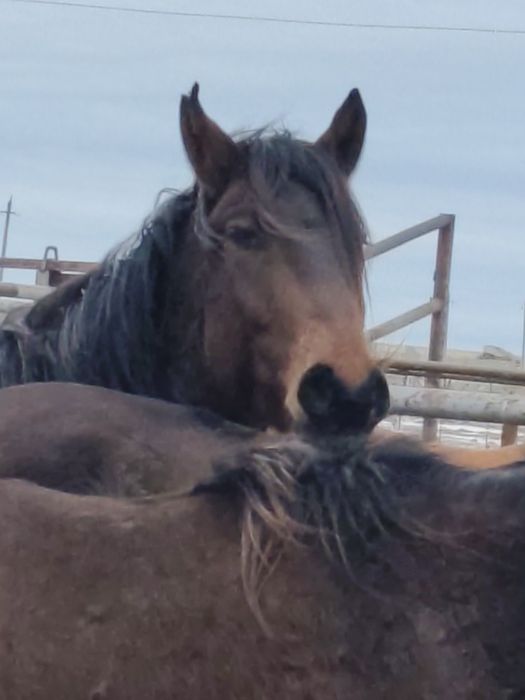 Айғыр (жеребец?сатамын