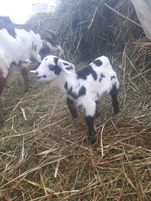 Козлята  Анло нубийские.