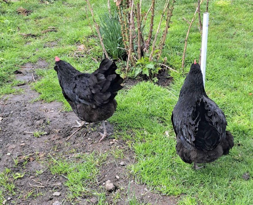 Gaini de un an, ouatoare,  rasa AUSTRALOP