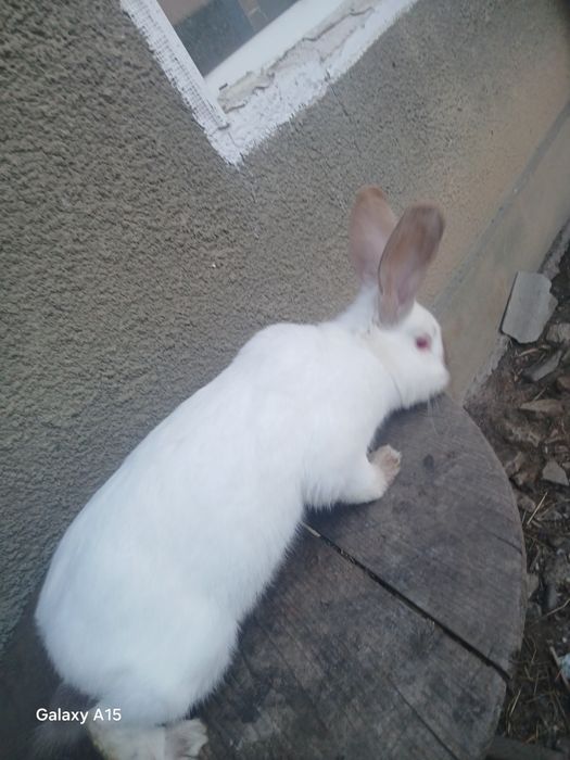 Femela uriaș de Transilvania