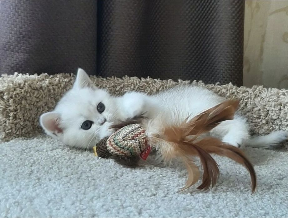 Шотландские котята серебристая шиншилла