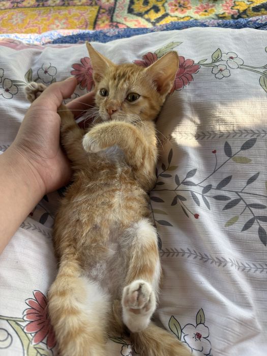 Кошка На хорошие руки