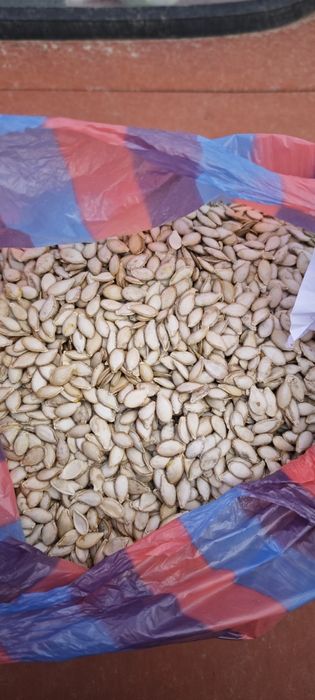 Продавам семе за тикви Цигулки