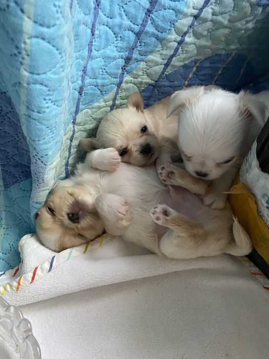 Щенок чихуахуа , мальчик