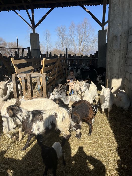 Capre de vanzare sau la schimb