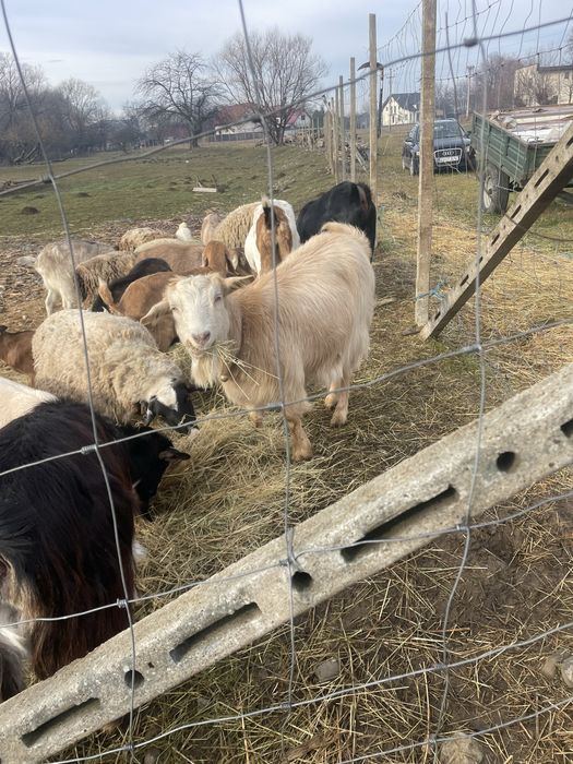 Capre montate cu țap anglonubian pur schimb cu cereale