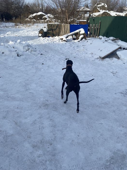 Грейхаунд самка рабочая