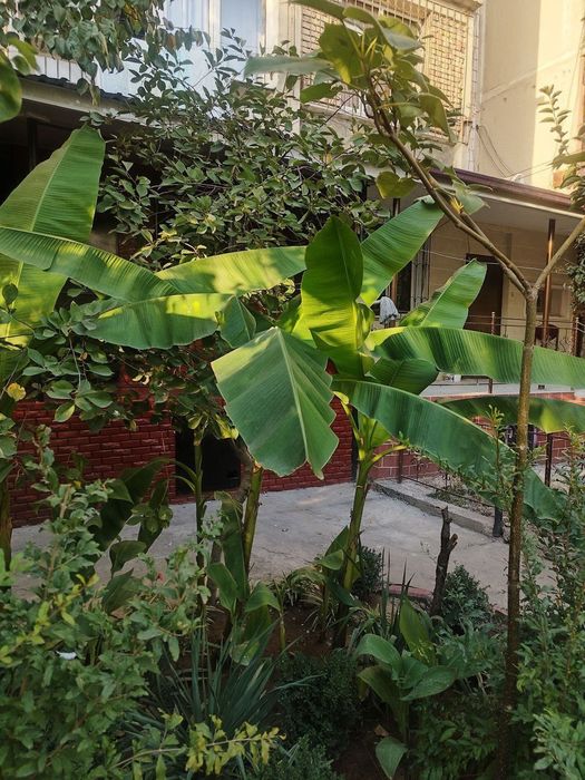 Продается 2/15 Хумаюн