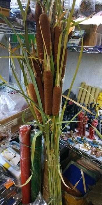 Камыш речной сушенный