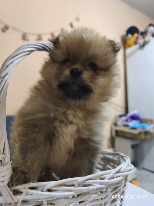 Продам щенков малого шпица