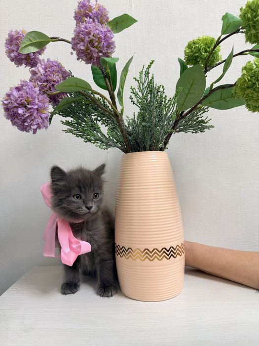 Отдадим котят в добрые руки