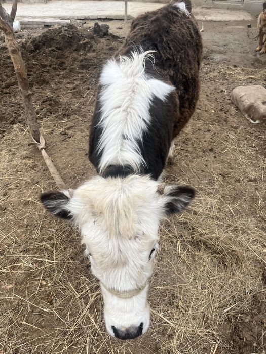 10 айлық қашар сатылады