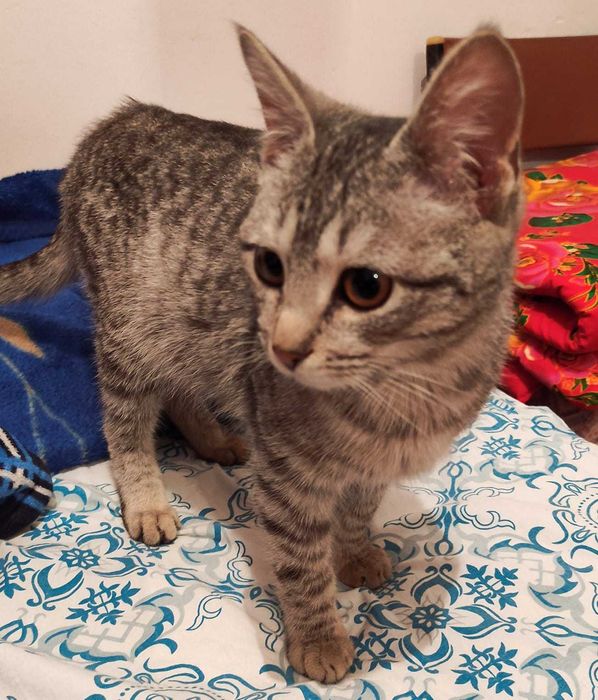 Котенок мальчик в добрые ручки.