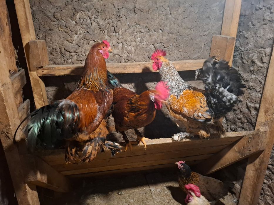 Продам петухов молодых