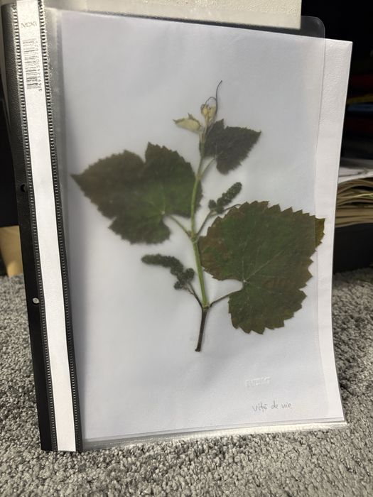 Ierbar 30 plante