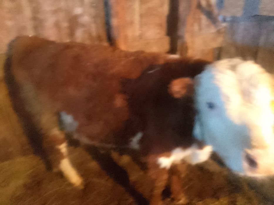 Корова с  прошло годним телёнком.