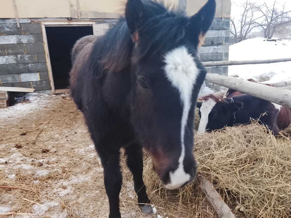 Продам жеребчика или обмен