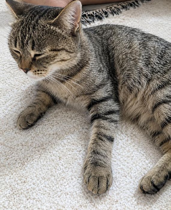 Мысық, марғау, кошка, котенок