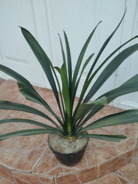 Продается кливия