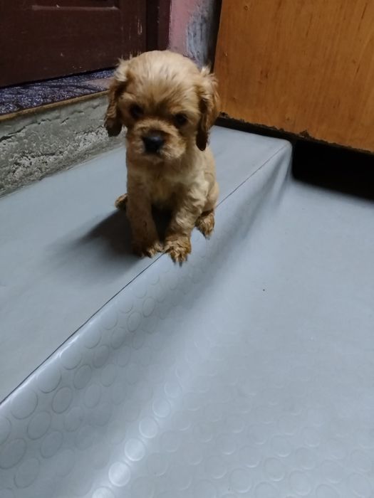 Продавам 2 кученца кокер шпаньол