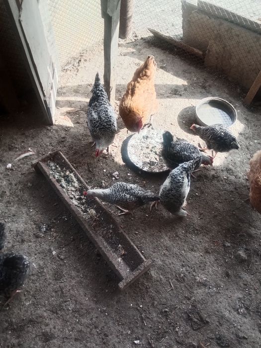 6айлык атештер сатылады 6бас