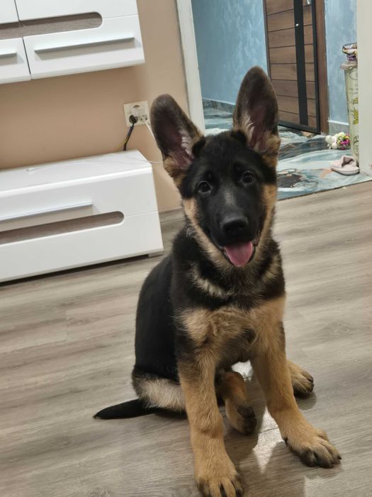 Немска овчарка на 98 дена