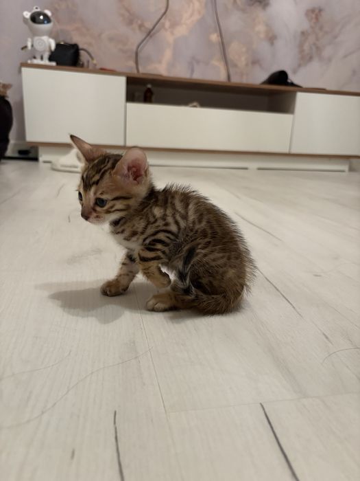 Продам бенгалов котята !
