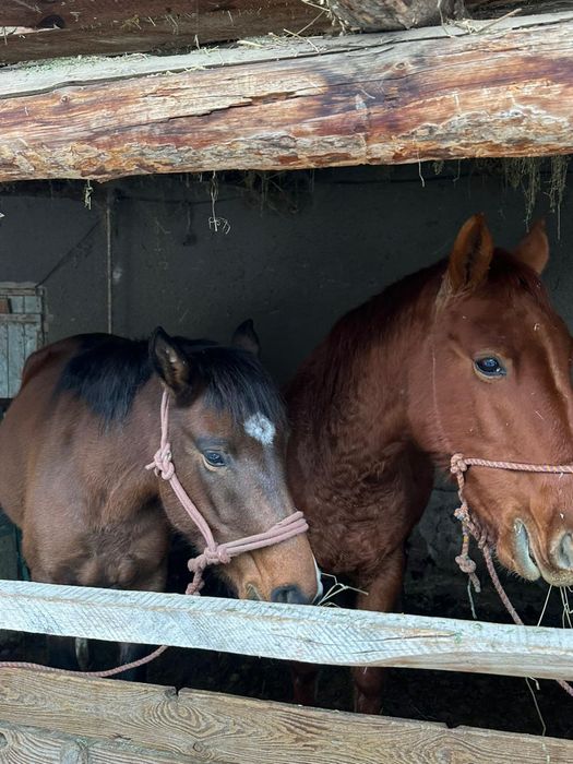 Бие, кобыла, сауынды бие