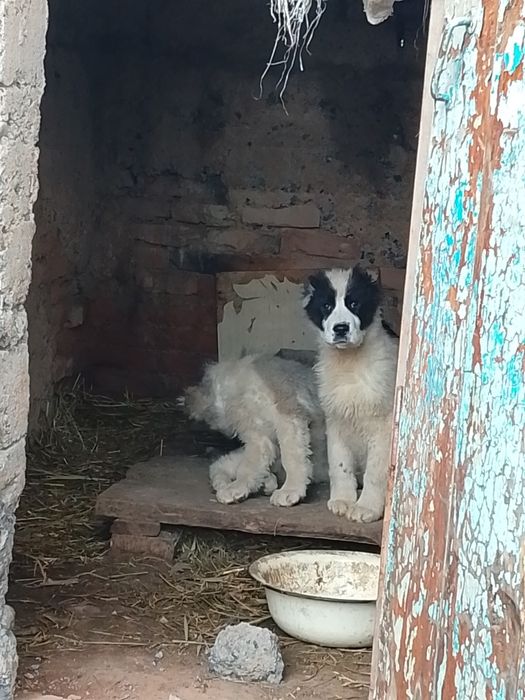 4 айлық еркек күшік сатылады линиясы бар