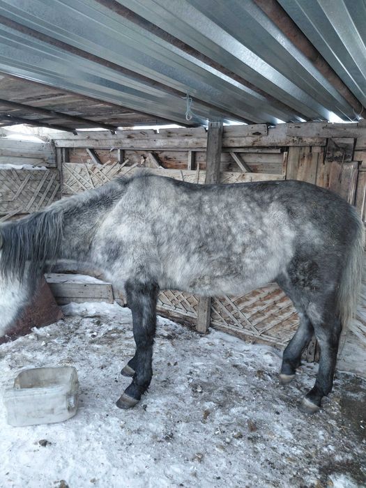 Жеребец, донен .