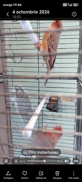 Canari de vînzare agat pe rosu