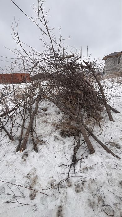 Отдам дрова бесплатно