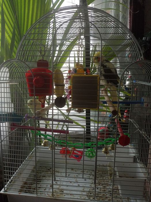 Продавам два папагала със клетката.