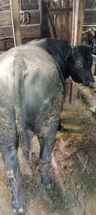 Продам бычков 2х летки с откорма